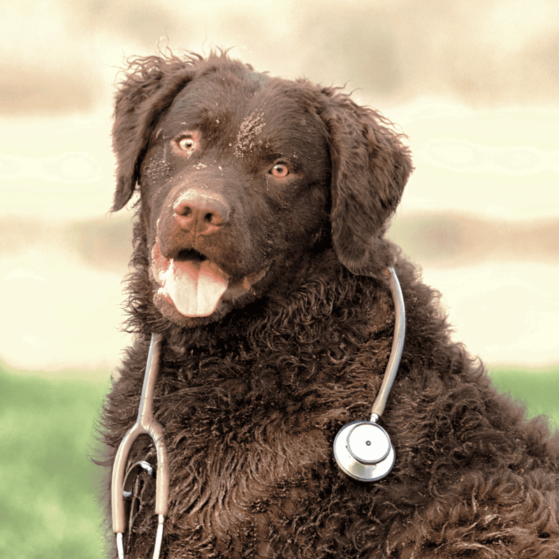 Curly-Coated Retriever health