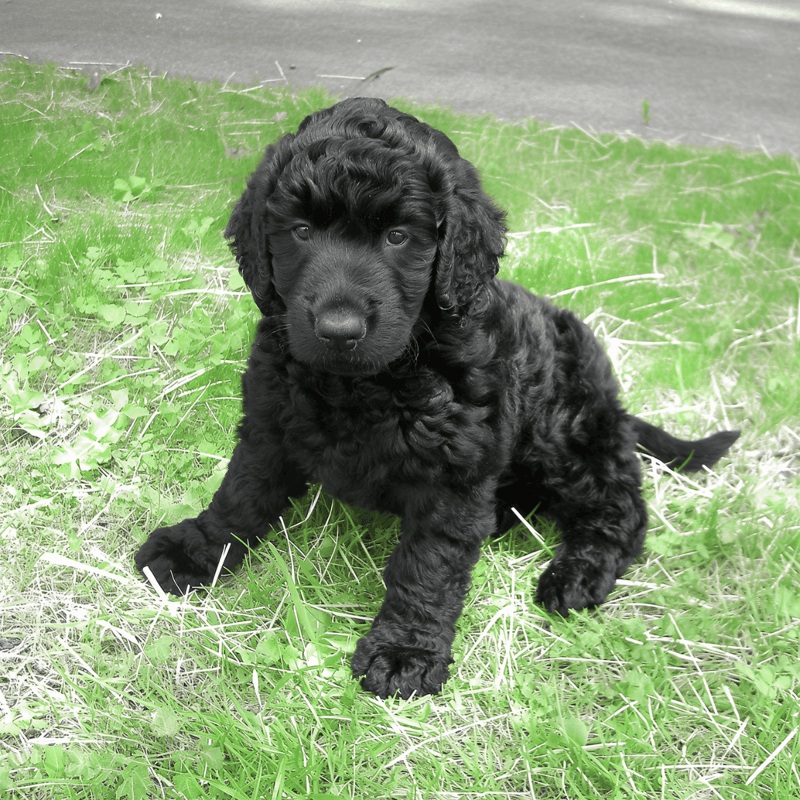 Adorable black curly puppy sitting on lush green grass outdoors, ready for play or cuddles. Perfect for dog lovers and pet owners.