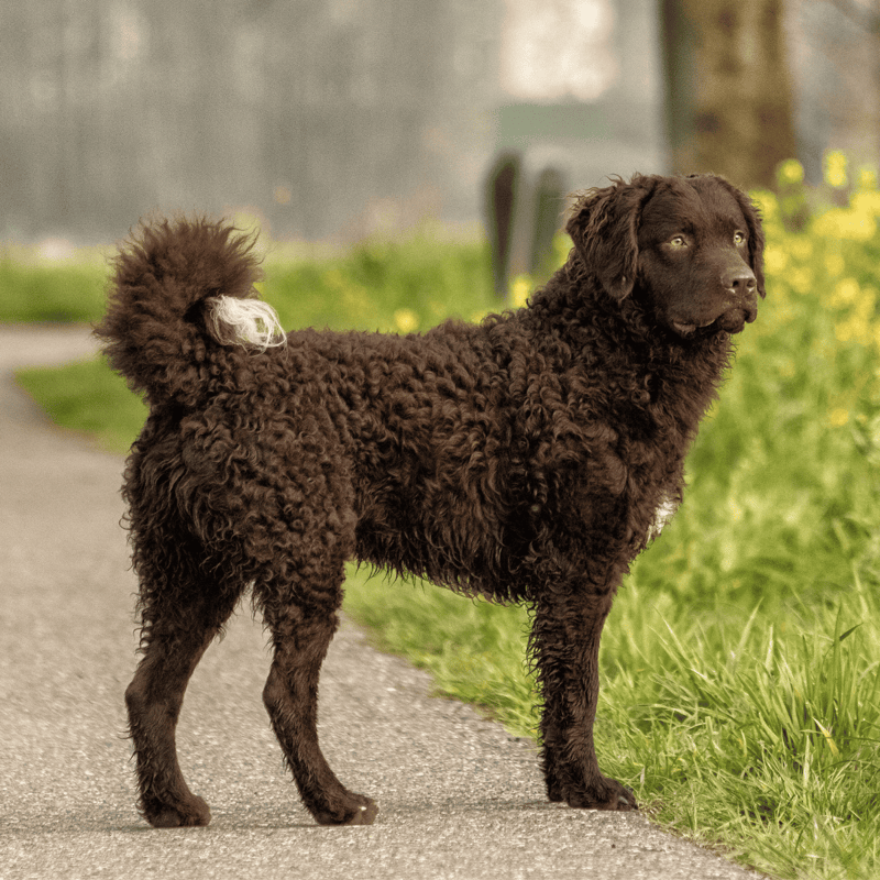 Adorable curly-coated dog enjoying a walk on a nature trail, perfect for pet lovers and dog care enthusiasts.