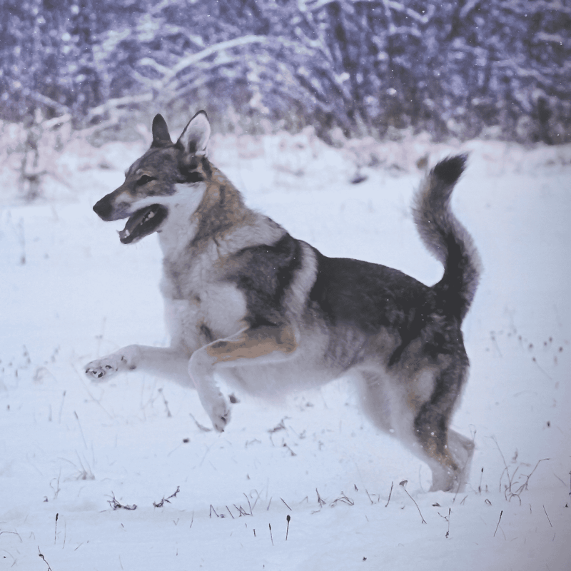 Czechoslovakian Vlciak overview