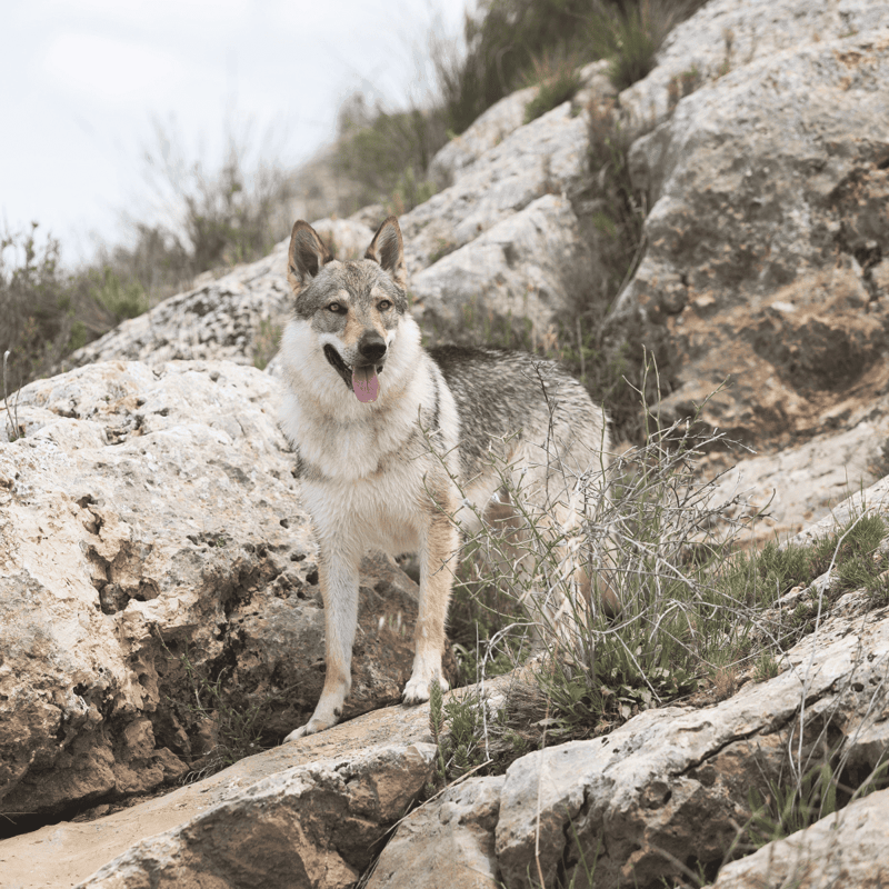 Czechoslovakian Vlciak characteristics