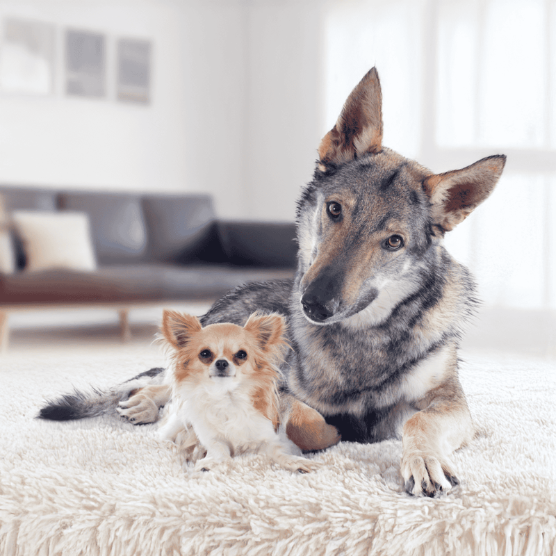 Czechoslovakian Vlciak Does This Breed Get Along With Other Pets