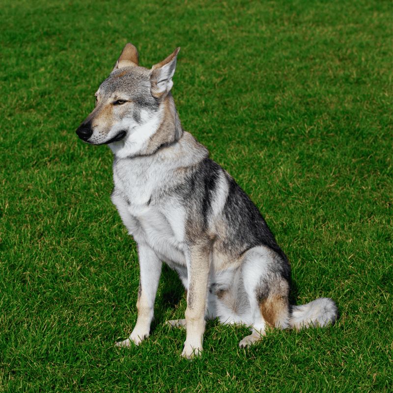 Czechoslovakian Vlciak photo 1