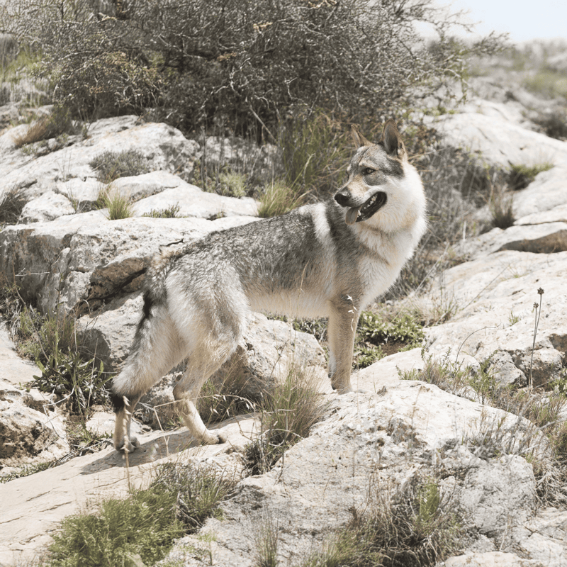 Czechoslovakian Vlciak Grooming