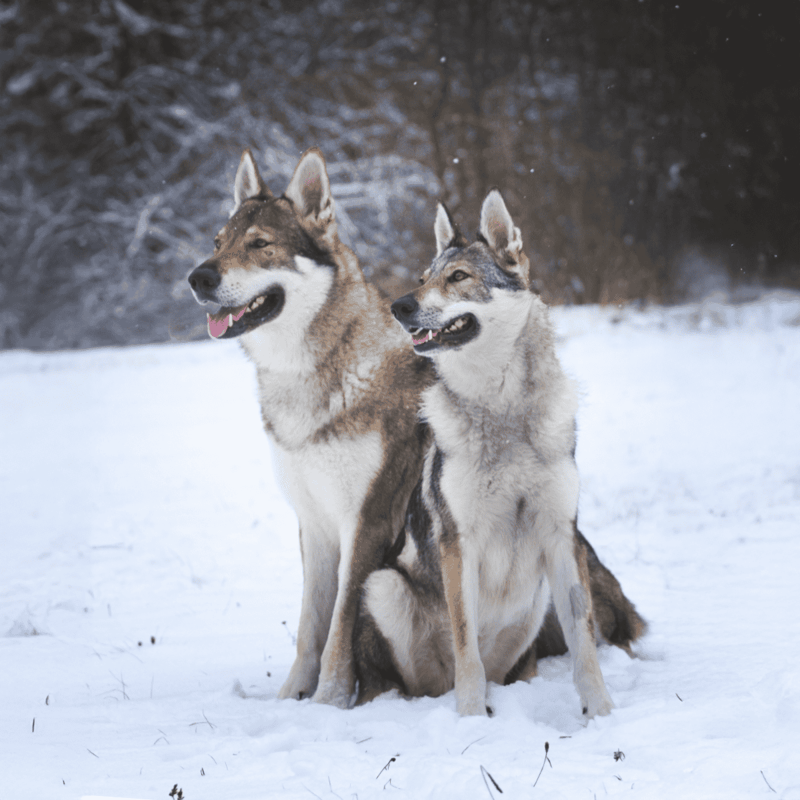 Czechoslovakian Vlciak Male Vs. Female