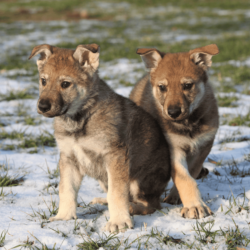 Czechoslovakian Vlciak Puppies