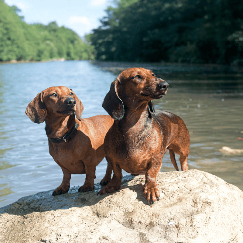 Dachshund overview