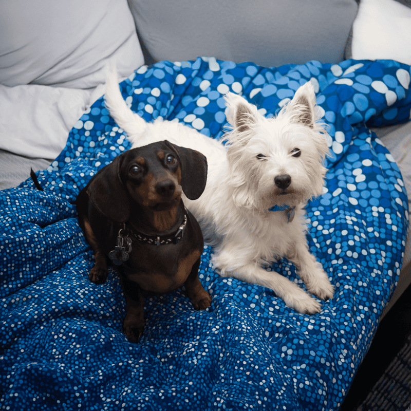 Adorable small dogs relaxing on a blue patterned blanket, showcasing pet comfort and companionship.