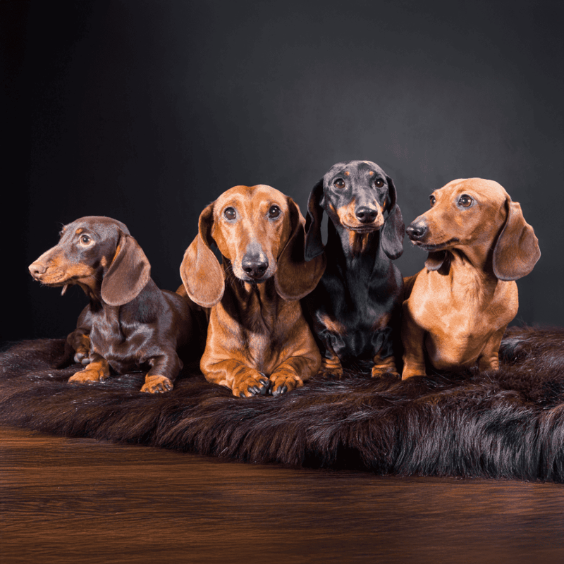 Dachshund Final Thoughts