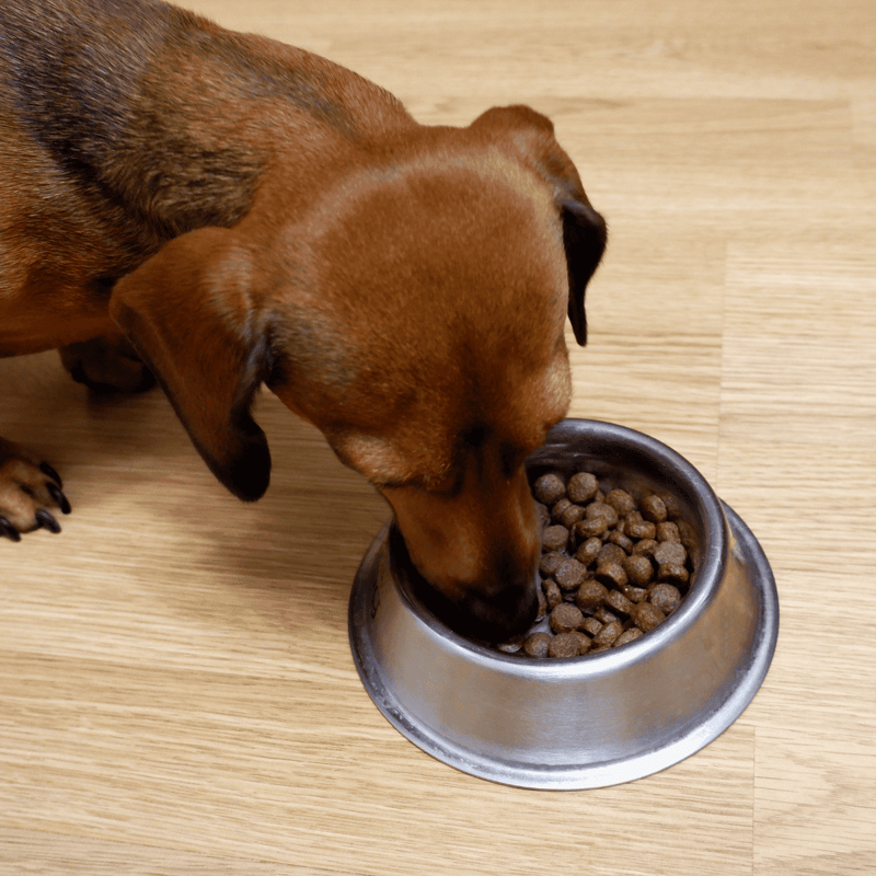 Dachshund Food & Diet Requirements