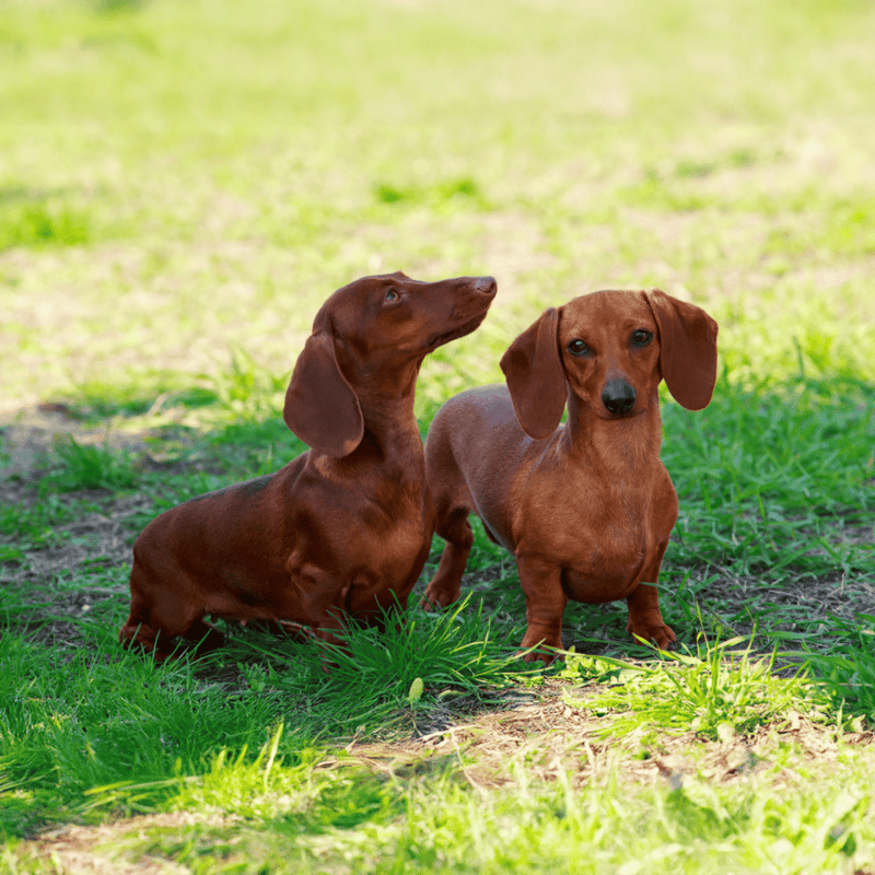 Dachshund photo 3