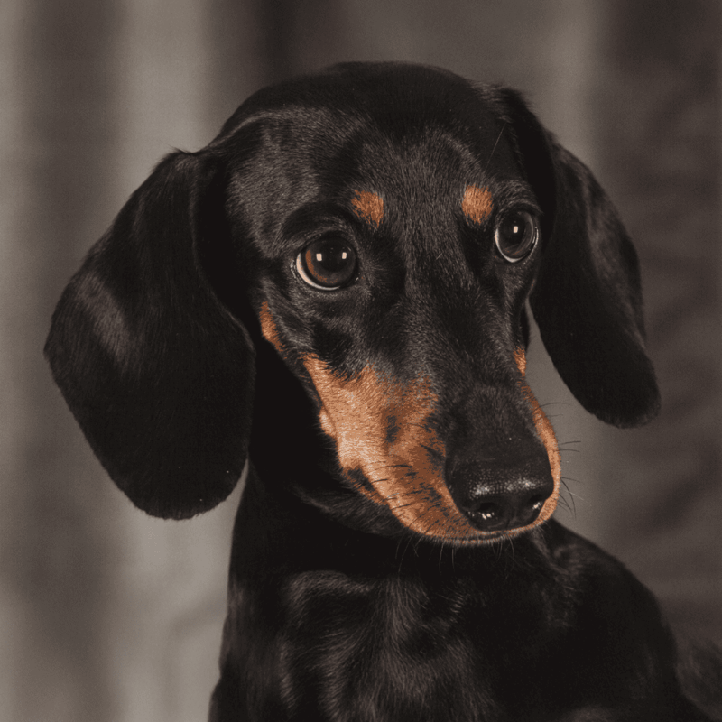 Dachshund photo 1