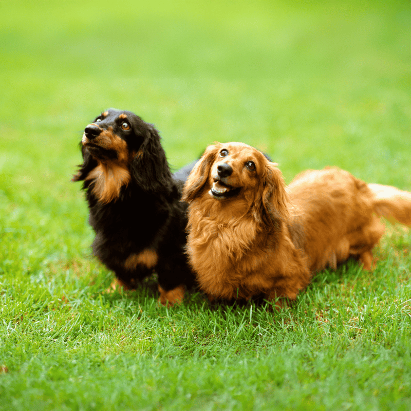 Dachshund Male Vs. Female