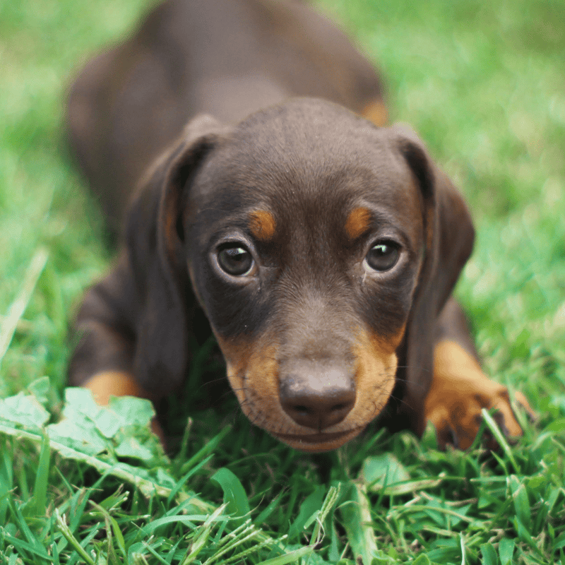 Dachshund Puppies