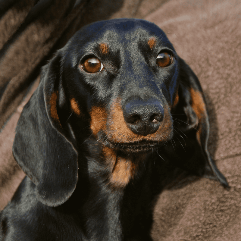 Cute black and tan puppy lying on a soft brown blanket.