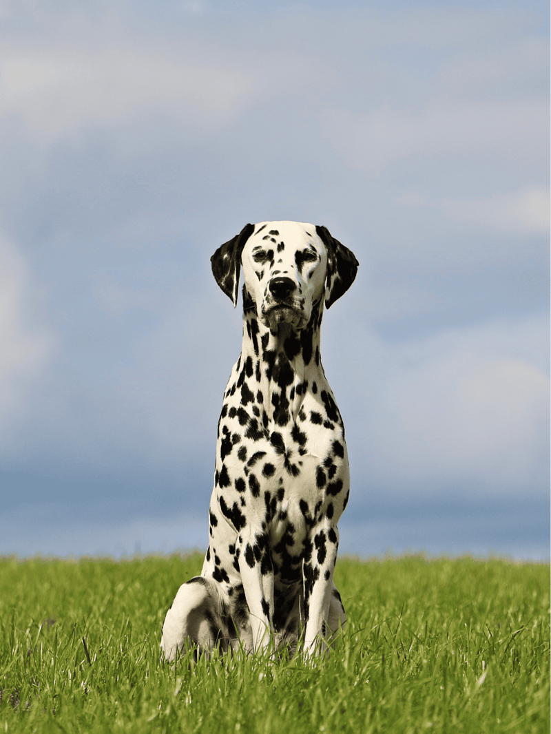 Dalmatian overview