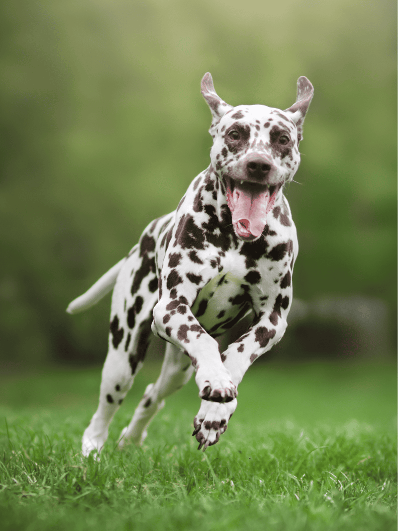 Dalmatian Exercise