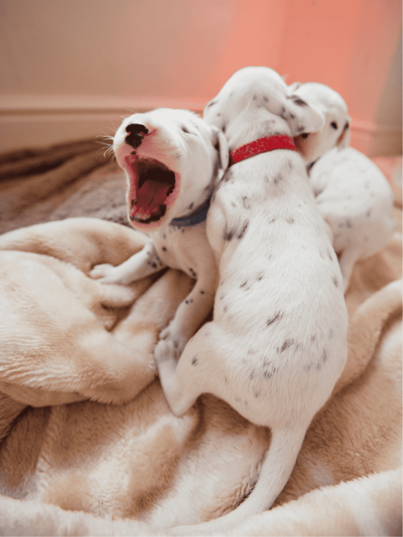 Dalmatian Puppies Have No Spots at Birth