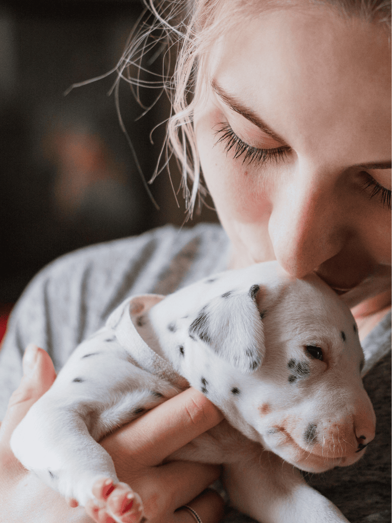 Dalmatian Puppies