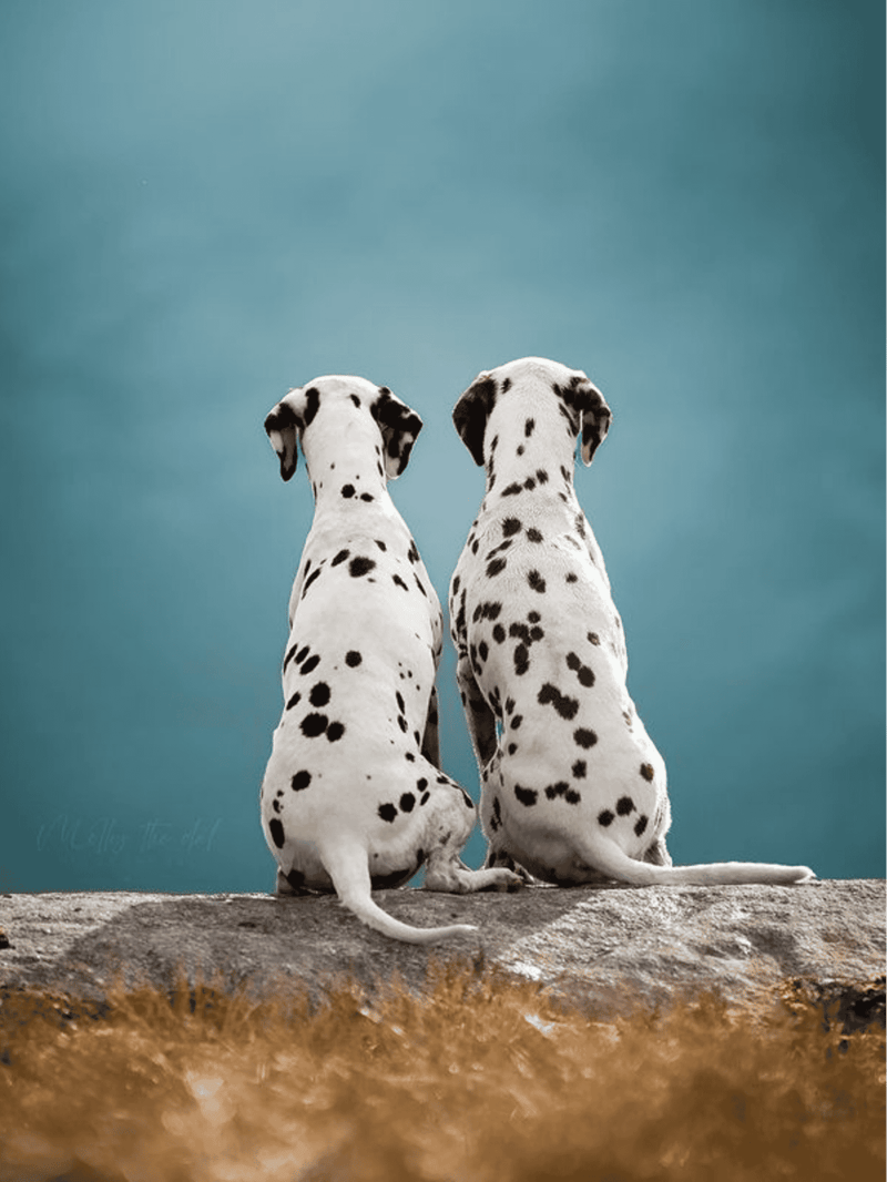 Adorable Dalmatian puppies, sitting on a rock, gazing at the sky, showcasing playful and loyal dog breeds.