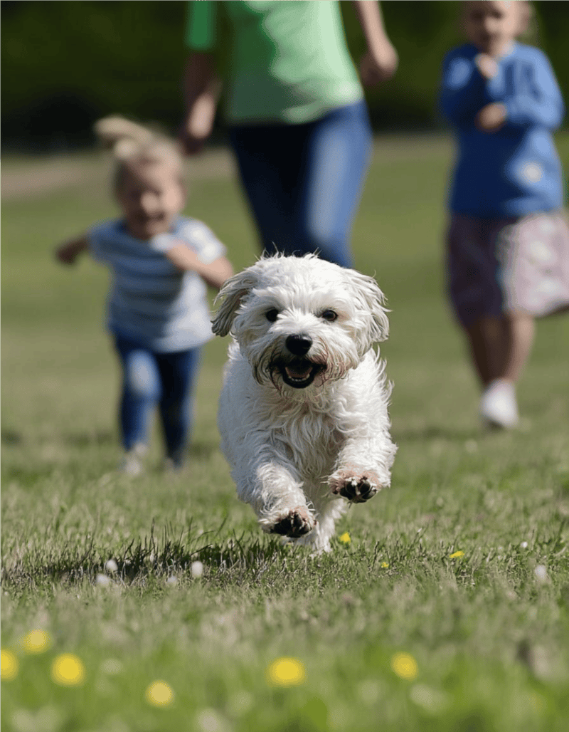 Dandie Dinmont Terrier Are These Dogs Good For Families