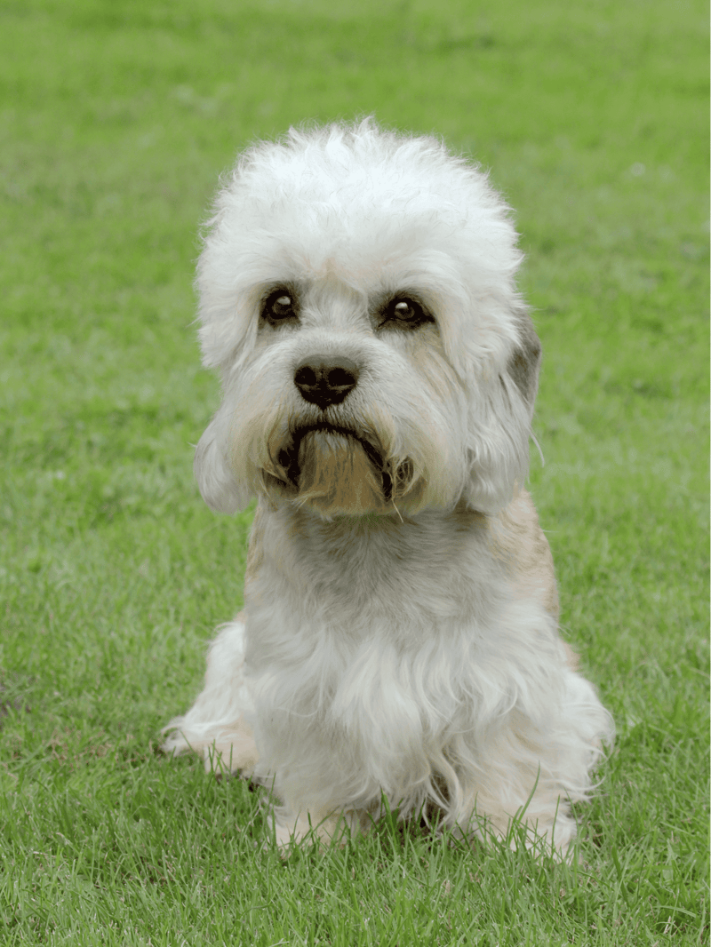 Dandie Dinmont Terrier overview