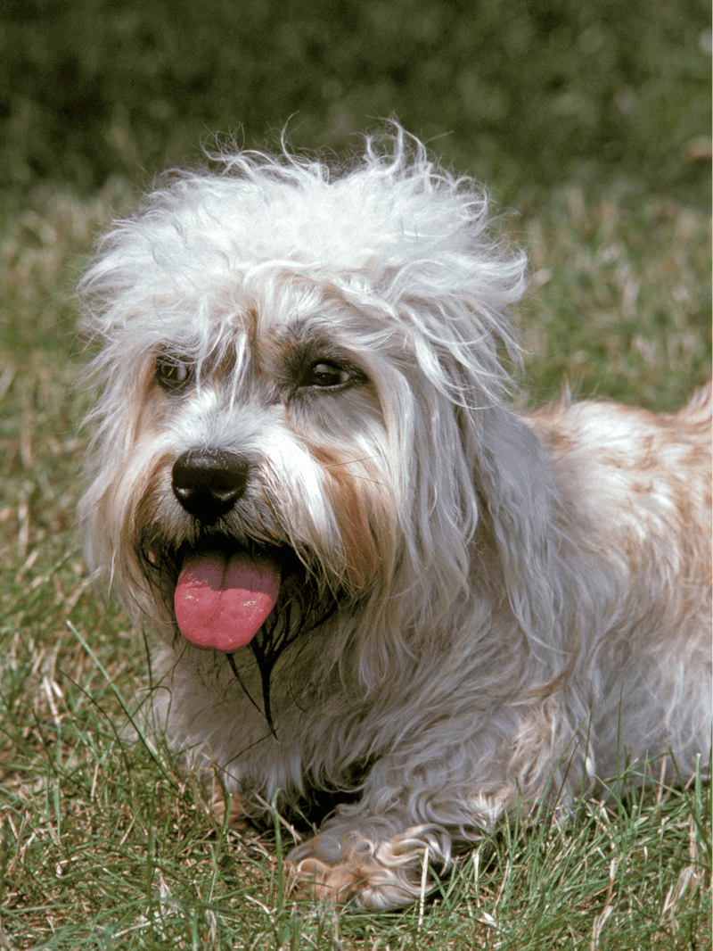 Dandie Dinmont Terrier characteristics