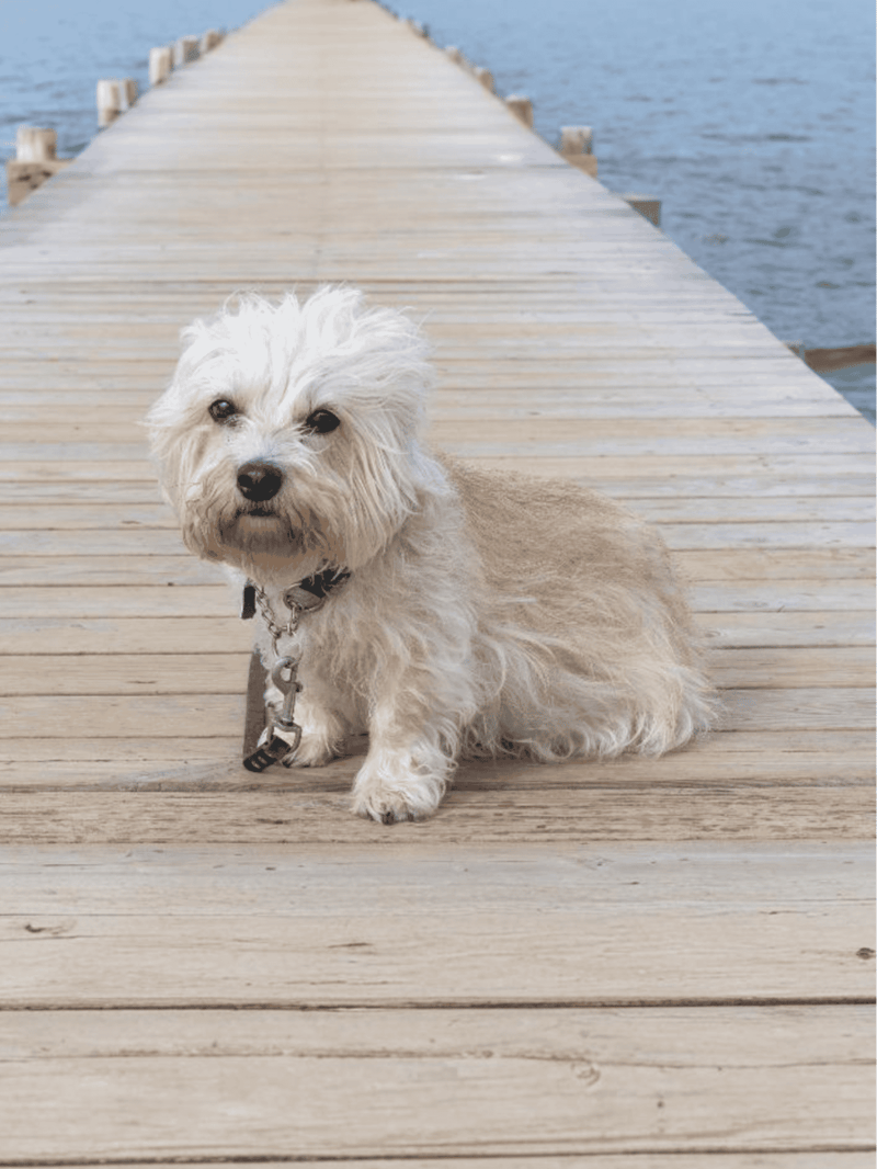 Dandie Dinmont Terrier photo 2