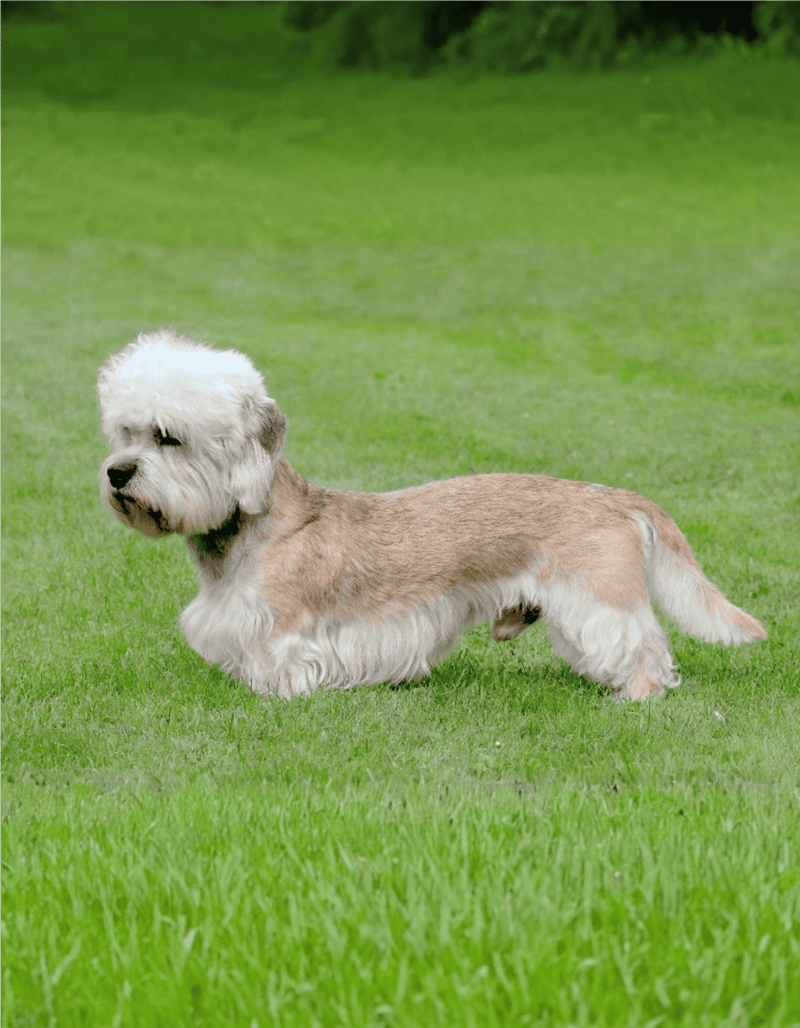 Dandie Dinmont Terrier photo 1