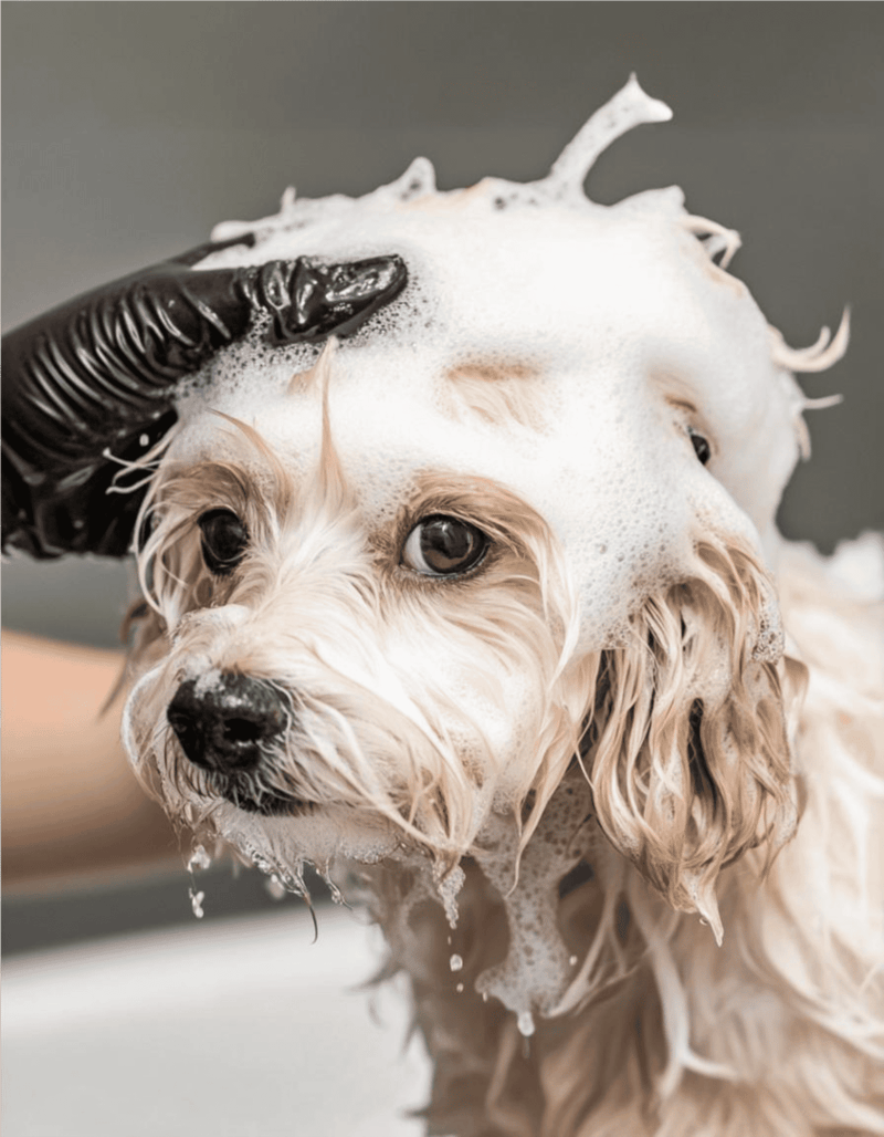 Dog being bathed with soap and shampoo, grooming process for pet care.
