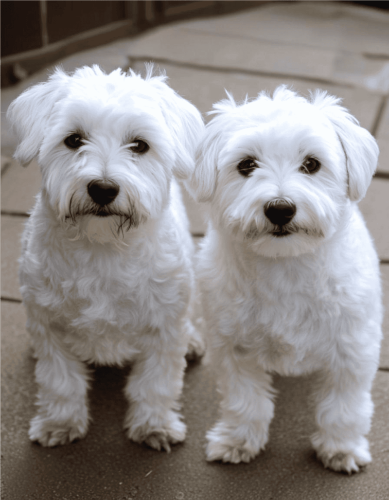 Cute white puppy dogs ready for adoption and love.