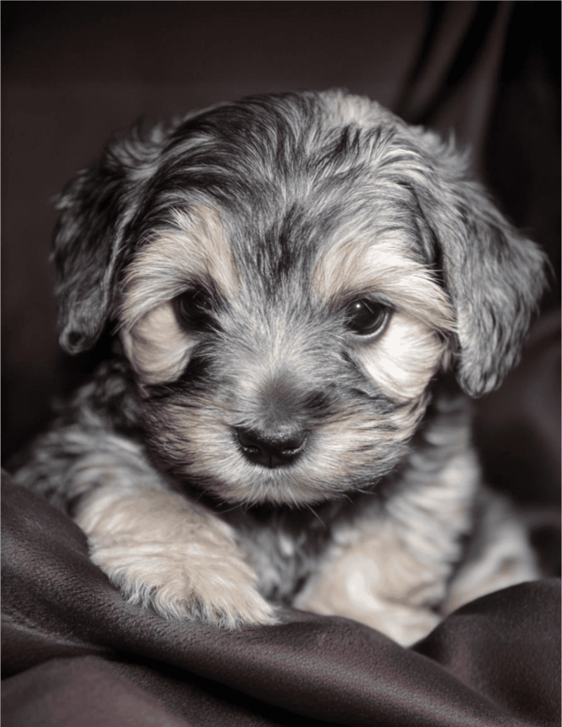 Adorable Australian Shepherd puppy sitting on soft dark fabric.