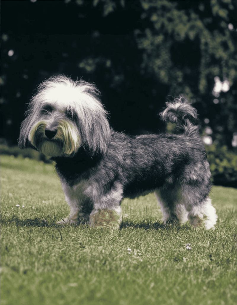 Dogfix.com - Expert dog grooming and care services online.