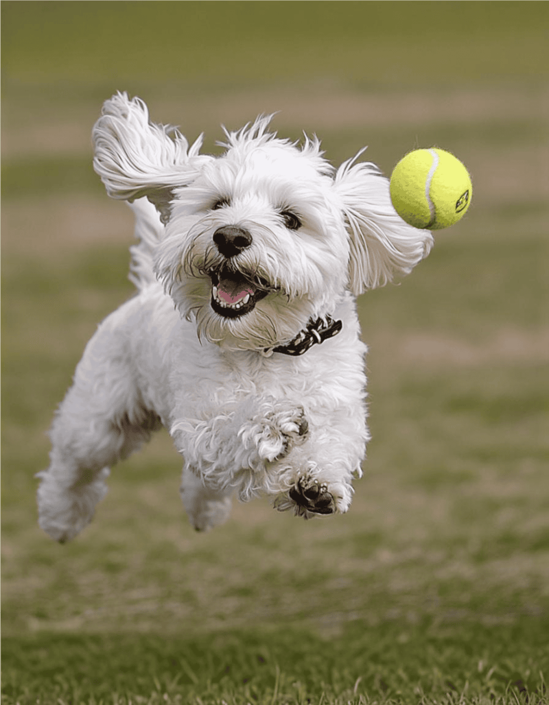 Happy dog running after tennis ball outdoors.
