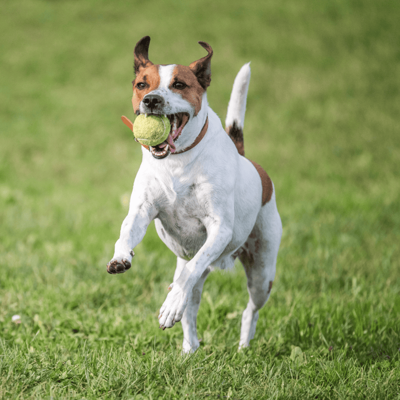 Adorable dog with international supporters, emphasizing global pet wellness and care services.