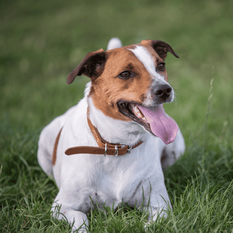 Danish Swedish Farmdog overview