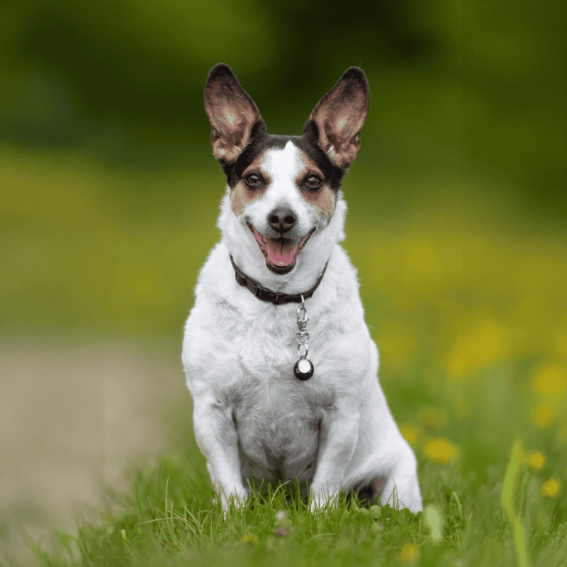 Danish Swedish Farmdog photo 2