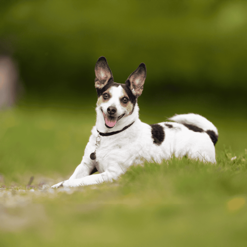 Adorable mixed breed dog relaxing outdoors with a joyful expression. Perfect for pet care and dog health content.