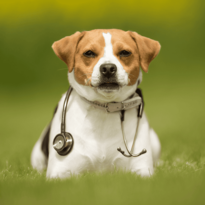 Danish Swedish Farmdog health