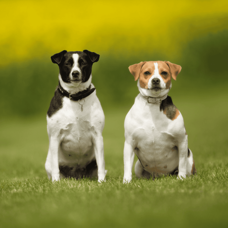 Adorable dogs sitting on lush grass, representing pet health and outdoor play.
