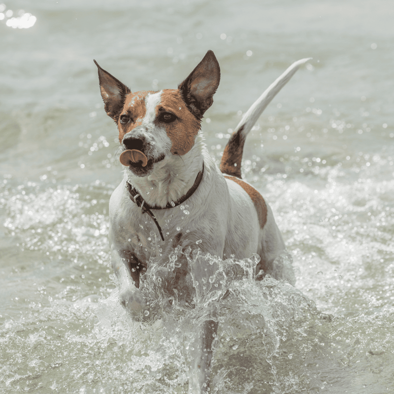 Dog fetching in water, indoor and outdoor pet care, healthy dog lifestyle, waterproof gear.