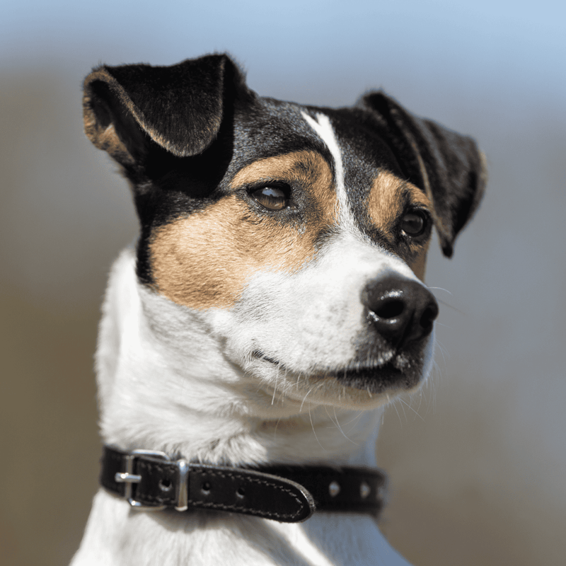 Close-up of a dog’s face, highlighting expressive eyes and alert expression, perfect for dog care and pet wellness.