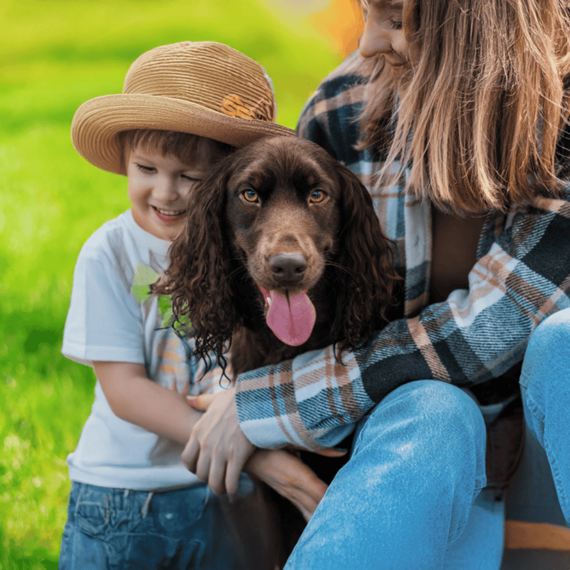 Deutscher Wachtelhund Are These Dogs Good For Families