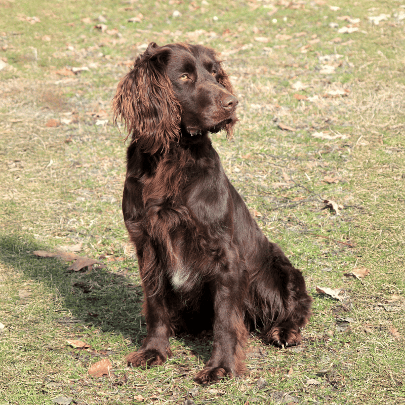Deutscher Wachtelhund overview