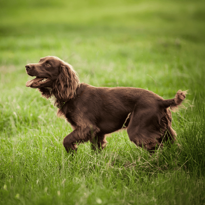 Deutscher Wachtelhund characteristics