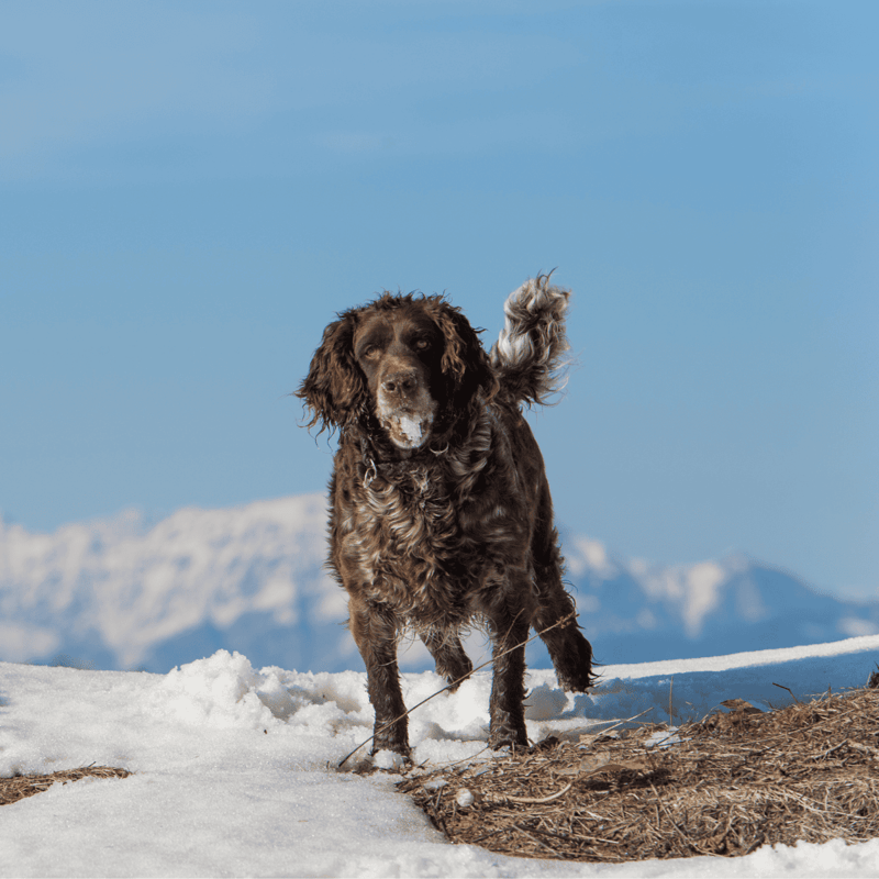 Deutscher Wachtelhund Final Thoughts