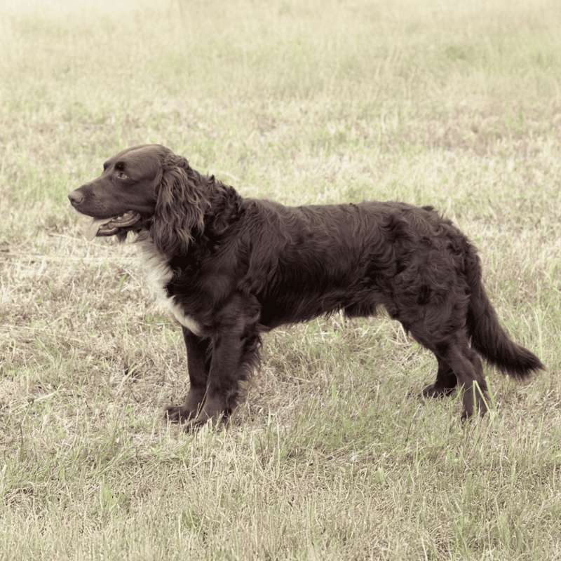 Loyal and friendly English Springer Spaniel dog on grassy field for training and obedience.