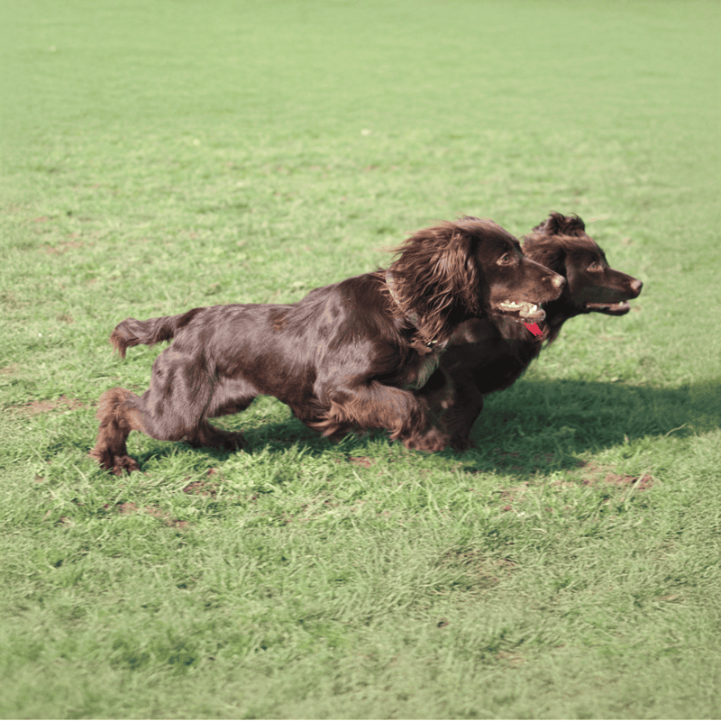Two brown English Springer Spaniels sprinting happily on green grass.