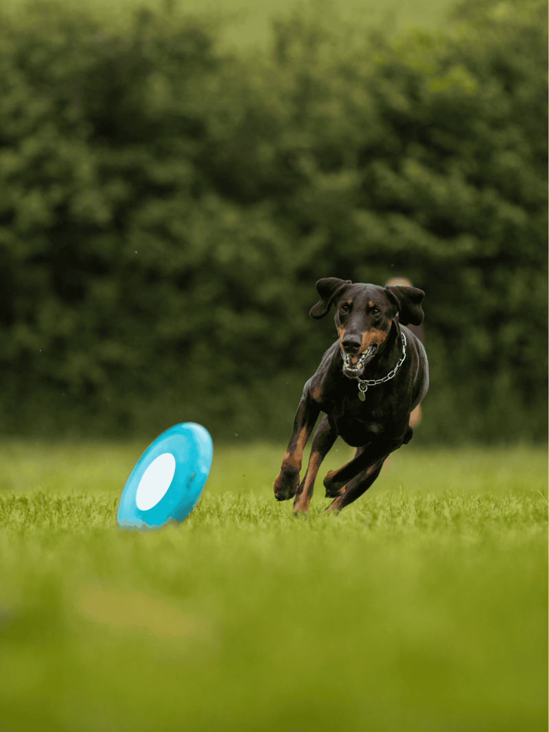 Dog chasing frisbee outdoors on lush green grass.