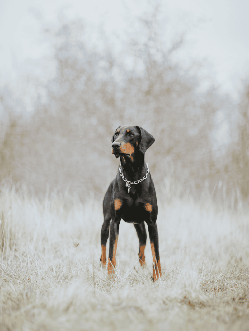 Doberman Pinscher Final Thoughts